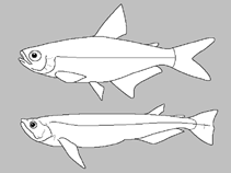 Image of Deuterodon supparis 