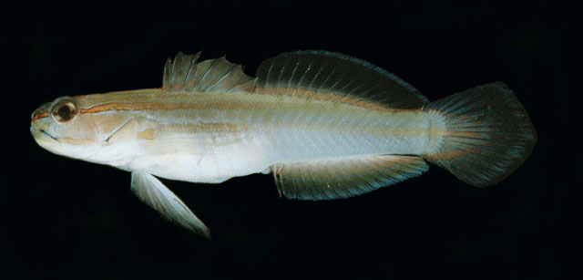 Amblygobius nocturnus