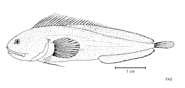 Brosmodorsalis persicinus