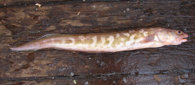 Genypterus capensis