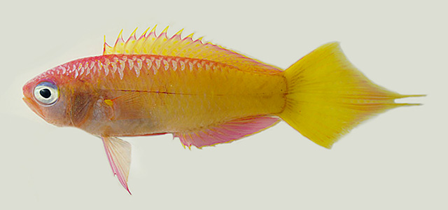Grammatonotus xanthostigma