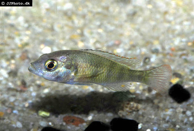Haplochromis brownae