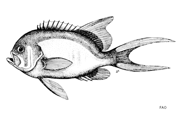 Meganthias natalensis