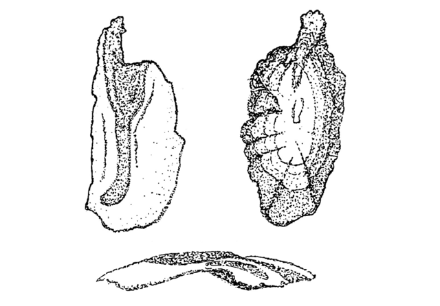 Nemadactylus bergi