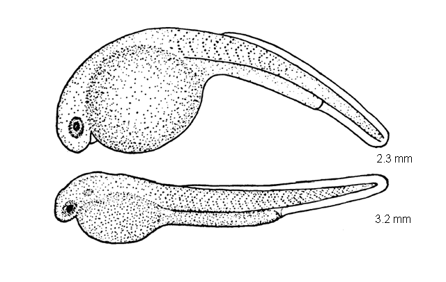 Notropis chalybaeus