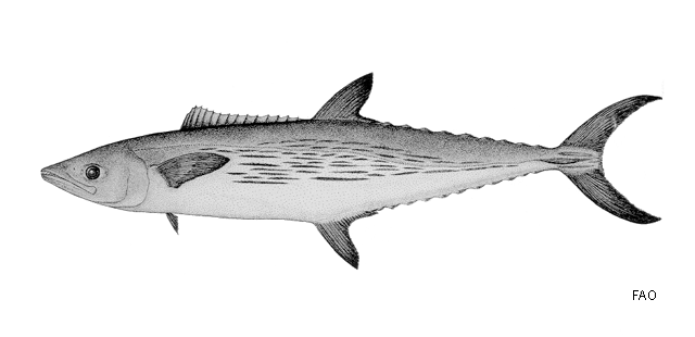 Scomberomorus lineolatus