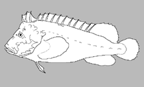 Image of Matsubarichthys inusitatus (Rare velvetfish)
