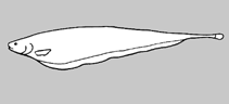 Image of Sternarchorhynchus britskii (Britski’s tube-snouted ghost knifefish)