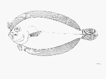 Image of Arnoglossus capensis (Cape scaldfish)