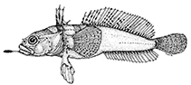 Image of Artedidraco glareobarbatus 
