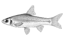 Image of Enteromius ansorgii 
