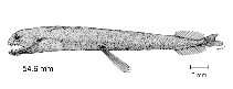 Image of Bathophilus filifer (Sparing)