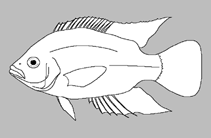 Image of Orthochromis mporokoso 