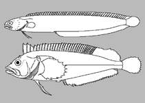 Image of Ophiclinops hutchinsi (Earspot snakeblenny)