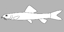 Image of Lepidocephalichthys furcatus 