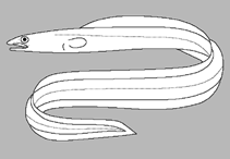 Image of Ariosoma obud 