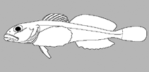 Image of Triglops metopias (Alaskan sculpin)