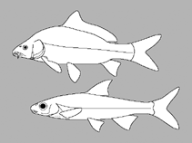 Image of Spinibarbus babeensis 