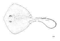 Image of Hemitrygon fluviorum (Estuary stingray)