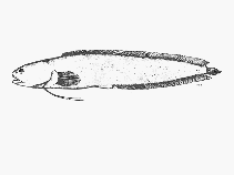 Image of Dermatopsoides kasougae (Orange brotula)