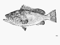 Image of Hyporthodus darwinensis (Darwin grouper)