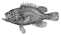 Image of Hyporthodus haifensis (Haifa grouper)