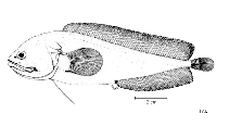 Image of Bidenichthys slartibartfasti 