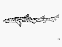 Image of Furgaleus macki (Whiskery shark)