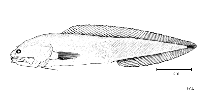 Image of Hastatobythites arafurensis (Spinyhead cusk)