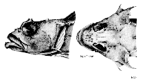 Image of Harpagifer spinosus (Deep-water spiny plunderfish)