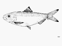 Image of Herklotsichthys blackburni (Blackburn\