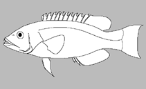 Image of Oxycheilinus lineatus 