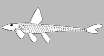 Image of Ancistrus marcapatae 