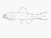 Image of Lampadena anomala (Anomalous lanternfish)