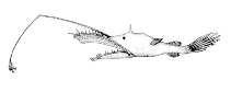 Image of Lasiognathus beebei 