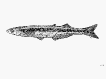 Image of Leuresthes sardina (Gulf grunion)