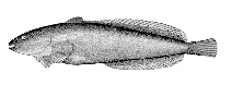 Image of Liparis callyodon (Spotted snailfish)