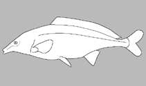 Image of Stomatorhinus corneti 