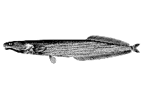 Image of Mormyrops attenuatus 