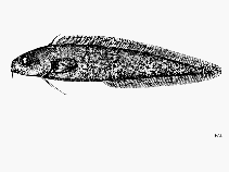 Image of Muraenolepis marmorata (Marbled moray cod)