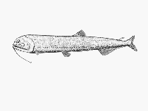 Image of Neonesthes capensis (Cape snaggletooth)