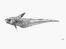 Image of Nezumia micronychodon (Smalltooth grenadier)