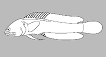 Image of Opistognathus brasiliensis (Darkfin jawfish)