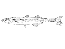 Image of Odontesthes nigricans 