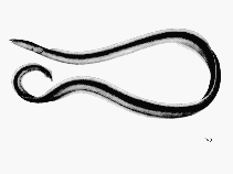 Image of Ophichthus rutidoderma (Olive snake eel)