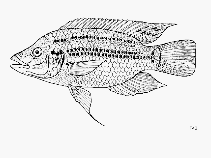 Image of Oreochromis korogwe (Korogwe tilapia)