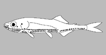 Image of Polymetme surugaensis (Suruga lightfish)