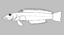 Image of Parapercis nigrodorsalis (Blackfin sandperch)