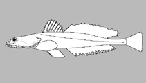 Image of Platycephalus chauliodous (Bigtooth flathead)