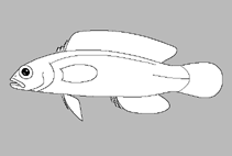 Image of Pseudochromis stellatus (Greenhead dottyback)